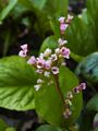 Bergenia crassifolia-1 Bergenia